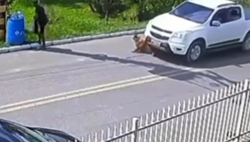  Homem atropela e mata cadela em Braço do Norte e foge sem prestar socorro