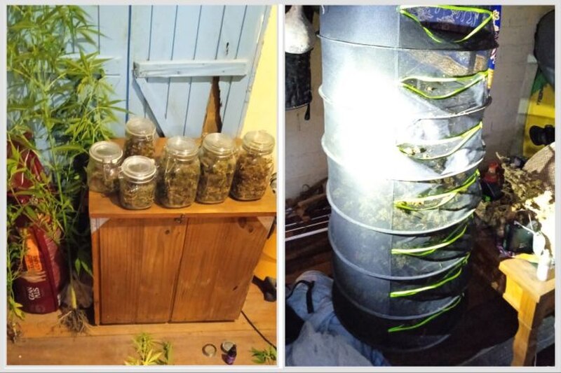  Polícia localiza estufa e plantação de maconha na região
