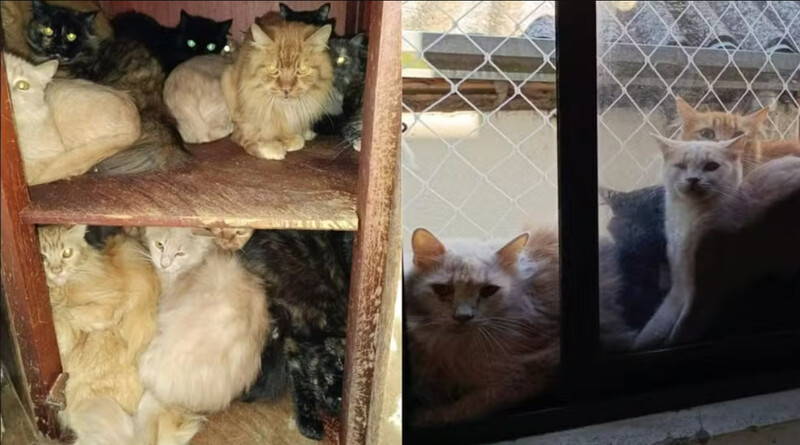  Mais de 400 gatos debilitados são localizados em apartamento em SC